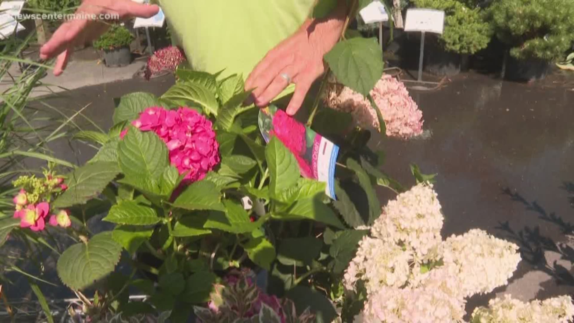 NEWS CENTER Maine's Cindy Williams looks at some new varieties of old favorites with Tom Estabrook of Estabrook's in Yarmouth.