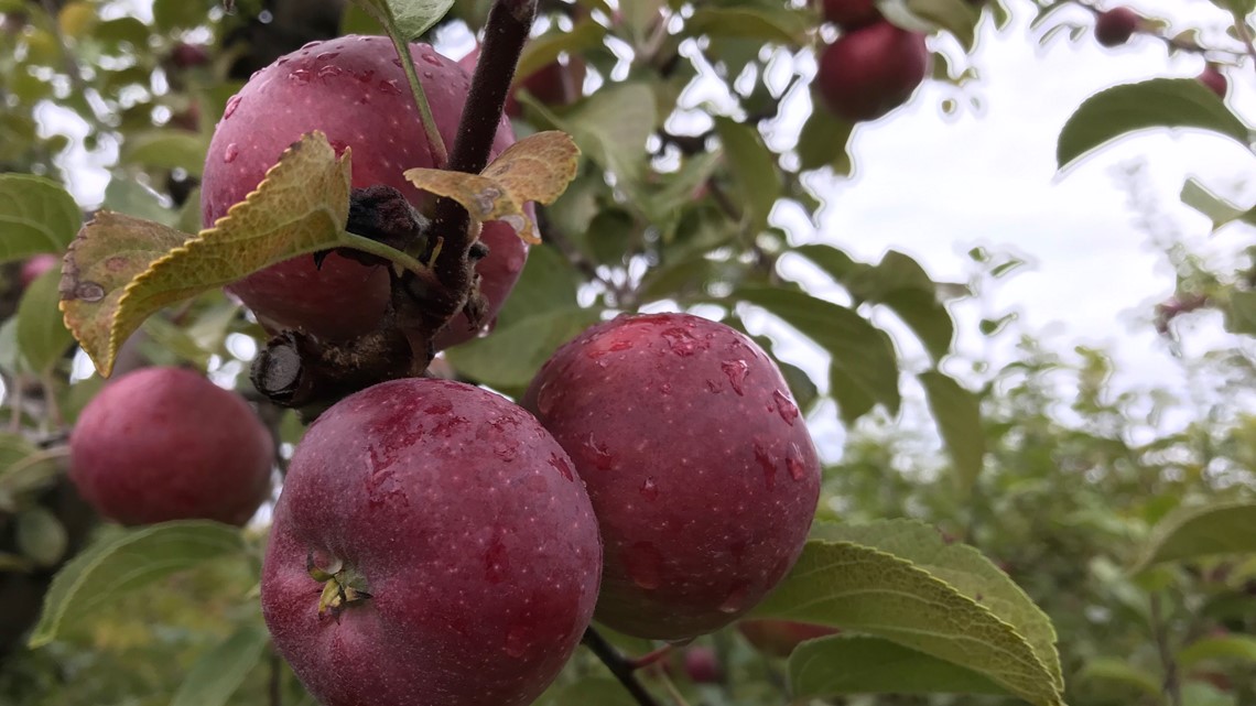 Maine's apple season is shaping up to be hit-or-miss