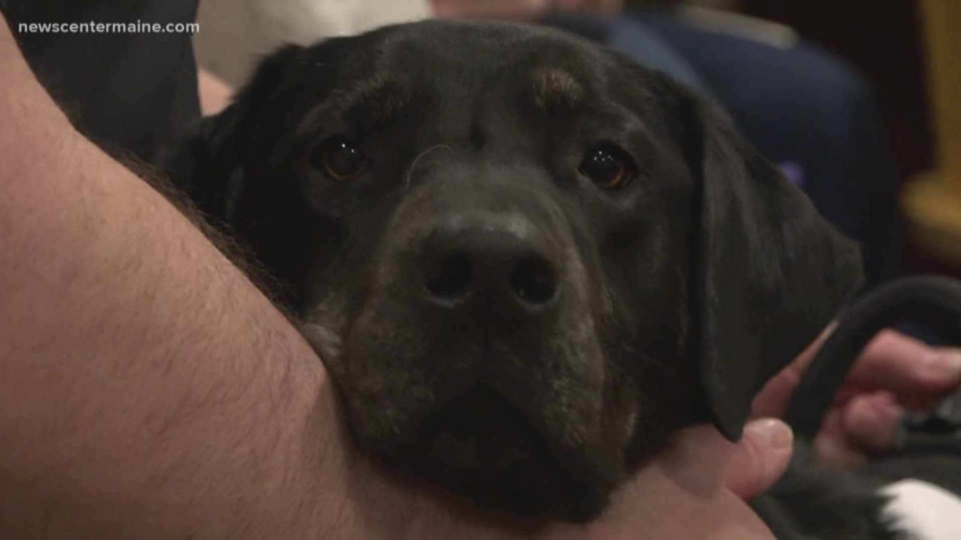 The "K-9's On The Front Line" non-profit trains service dogs to work with Maine veterans and help them navigate through daily life.