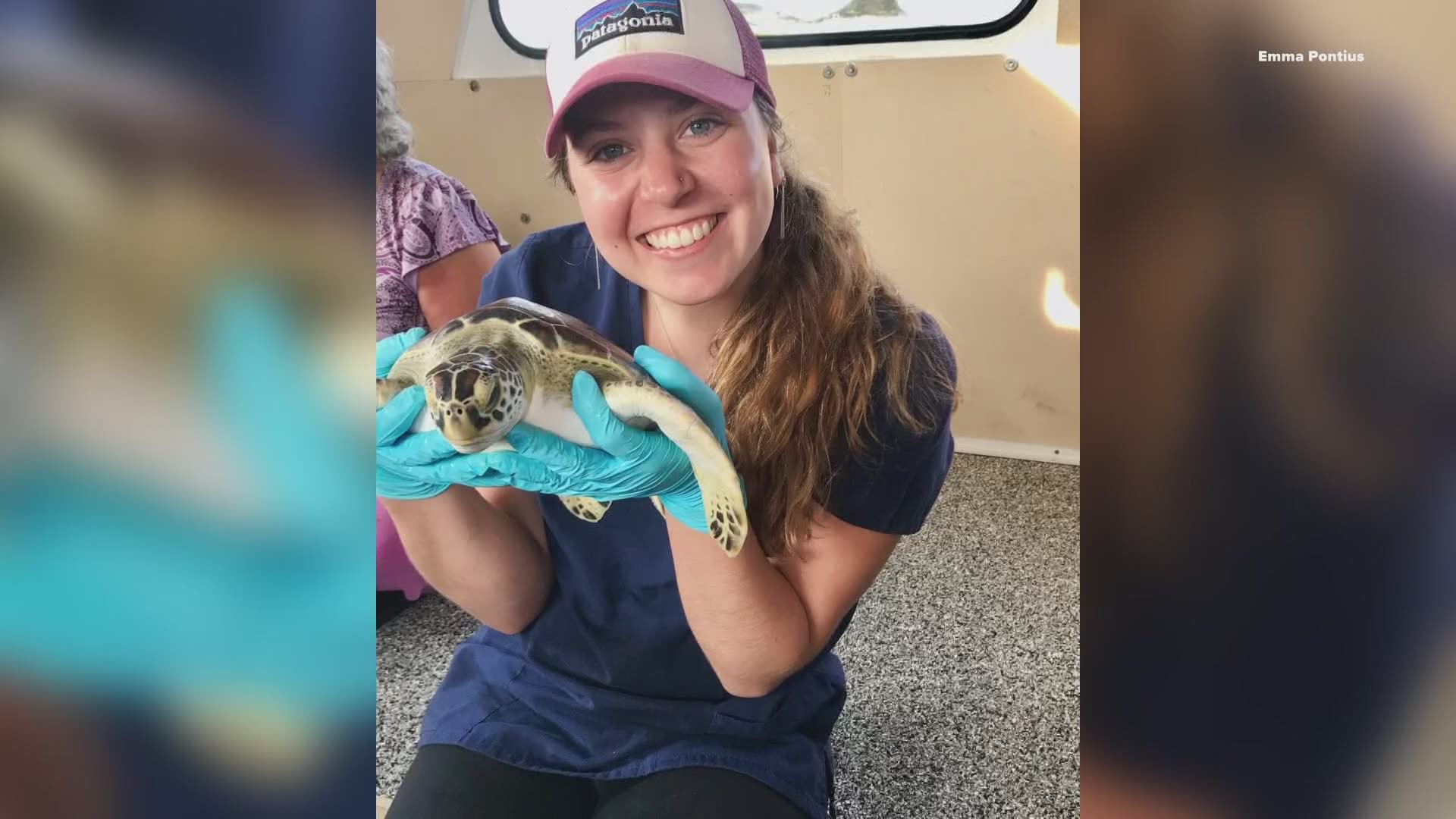 Thousands of 'cold-stunned' sea turtles rescued in Texas | newscentermaine.com