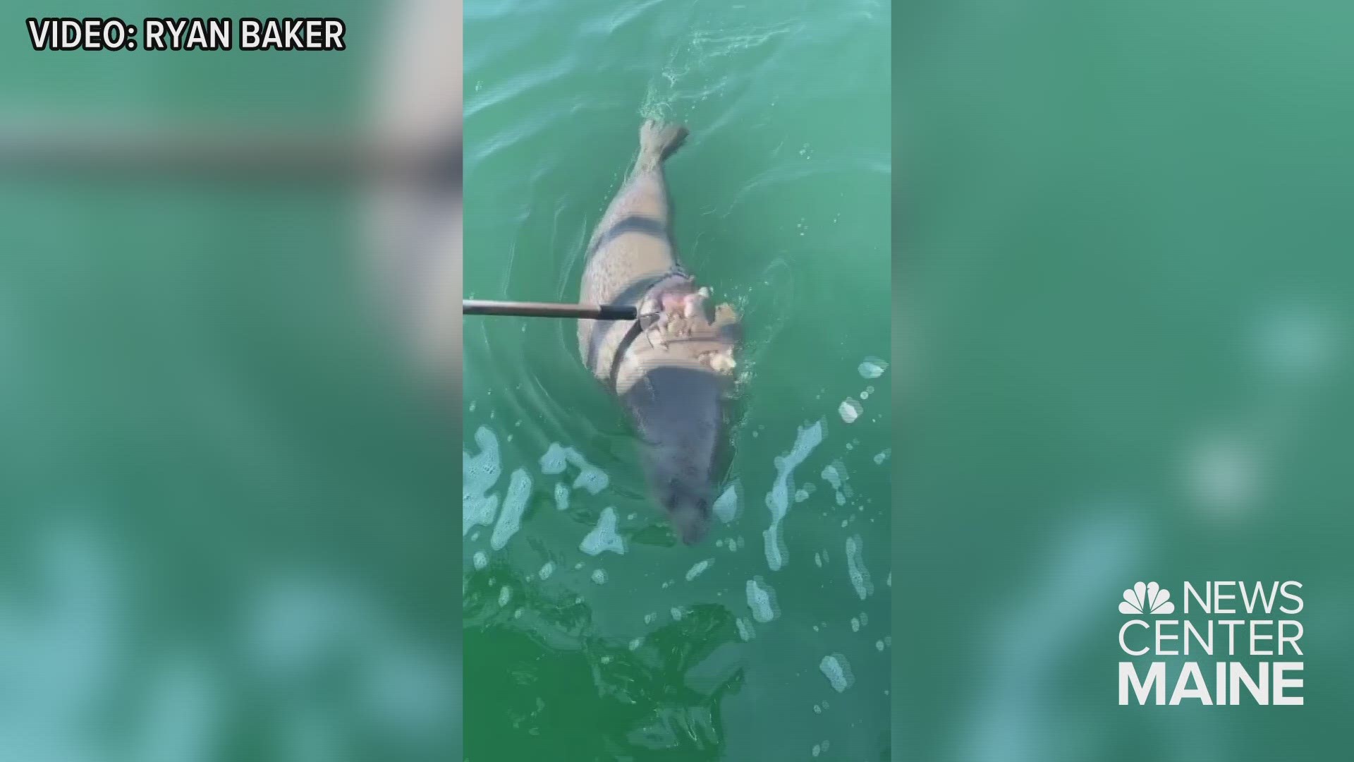 Dead seal found in water near shark attack site