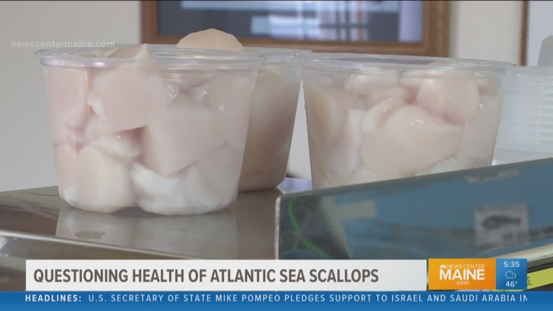 Federal regulators review health of scallop fishery