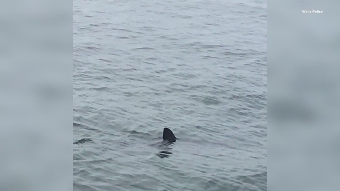 Six confirmed white shark sightings in Maine this summer