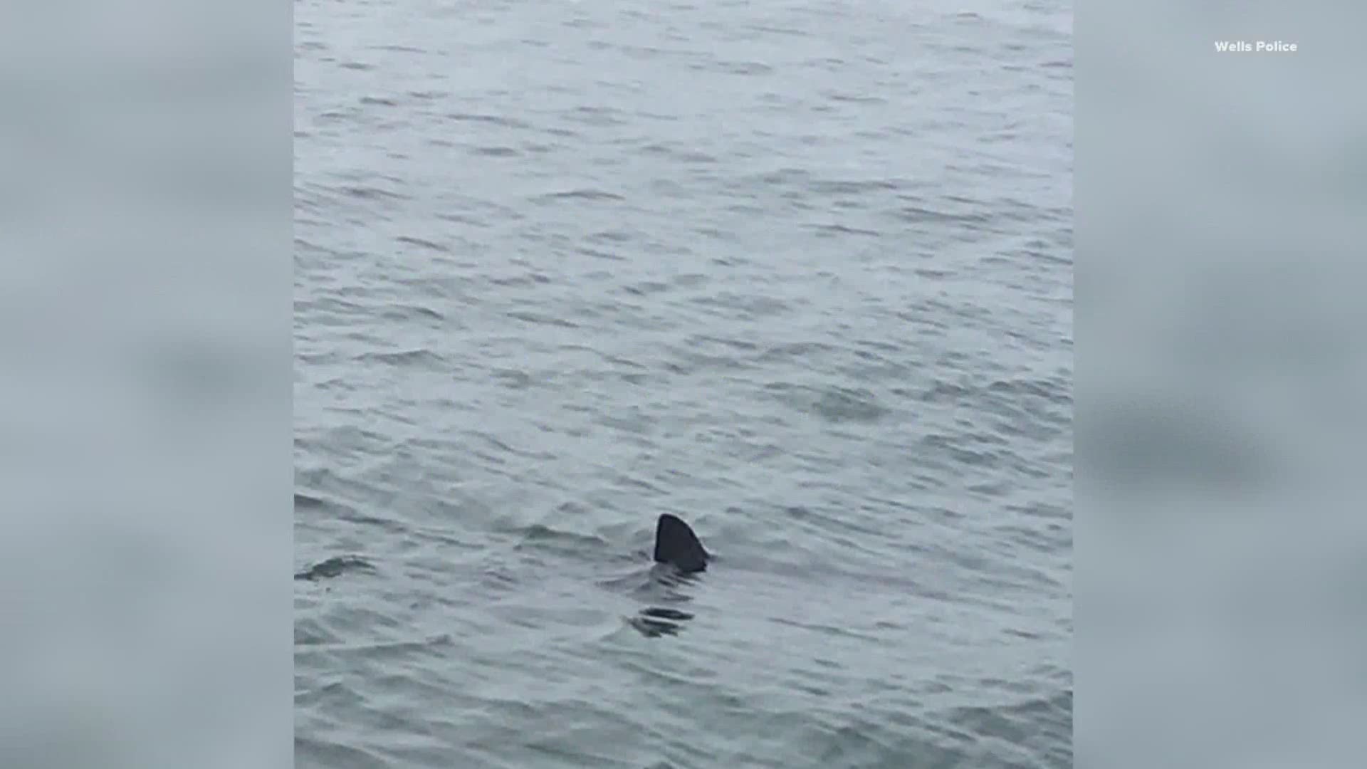 Locals and tourists in Wells are urged to take extra caution following yesterday's great white shark sighting.