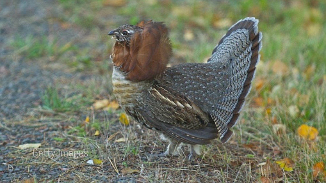 Maine grouse population stable