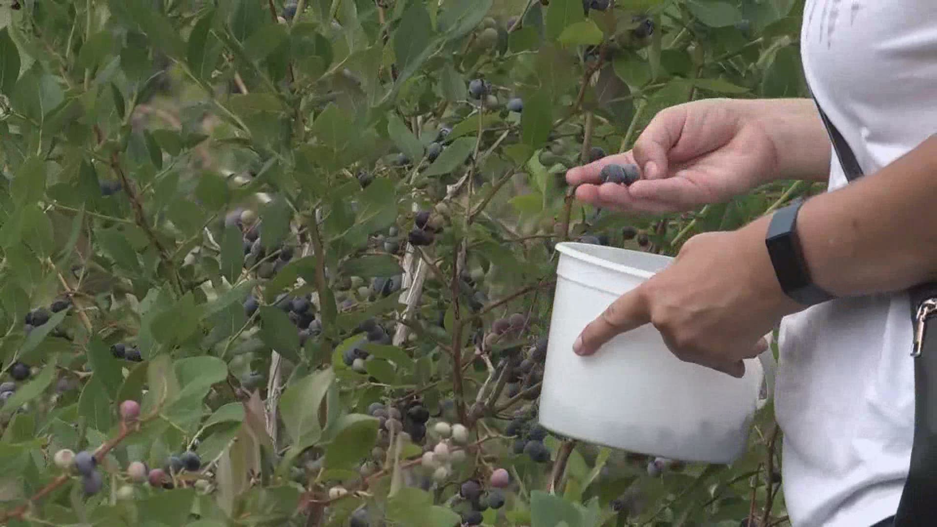 Blueberry season is underway and one farm in Limerick says it saw double the number of visitors on opening day than in the last two years combined.