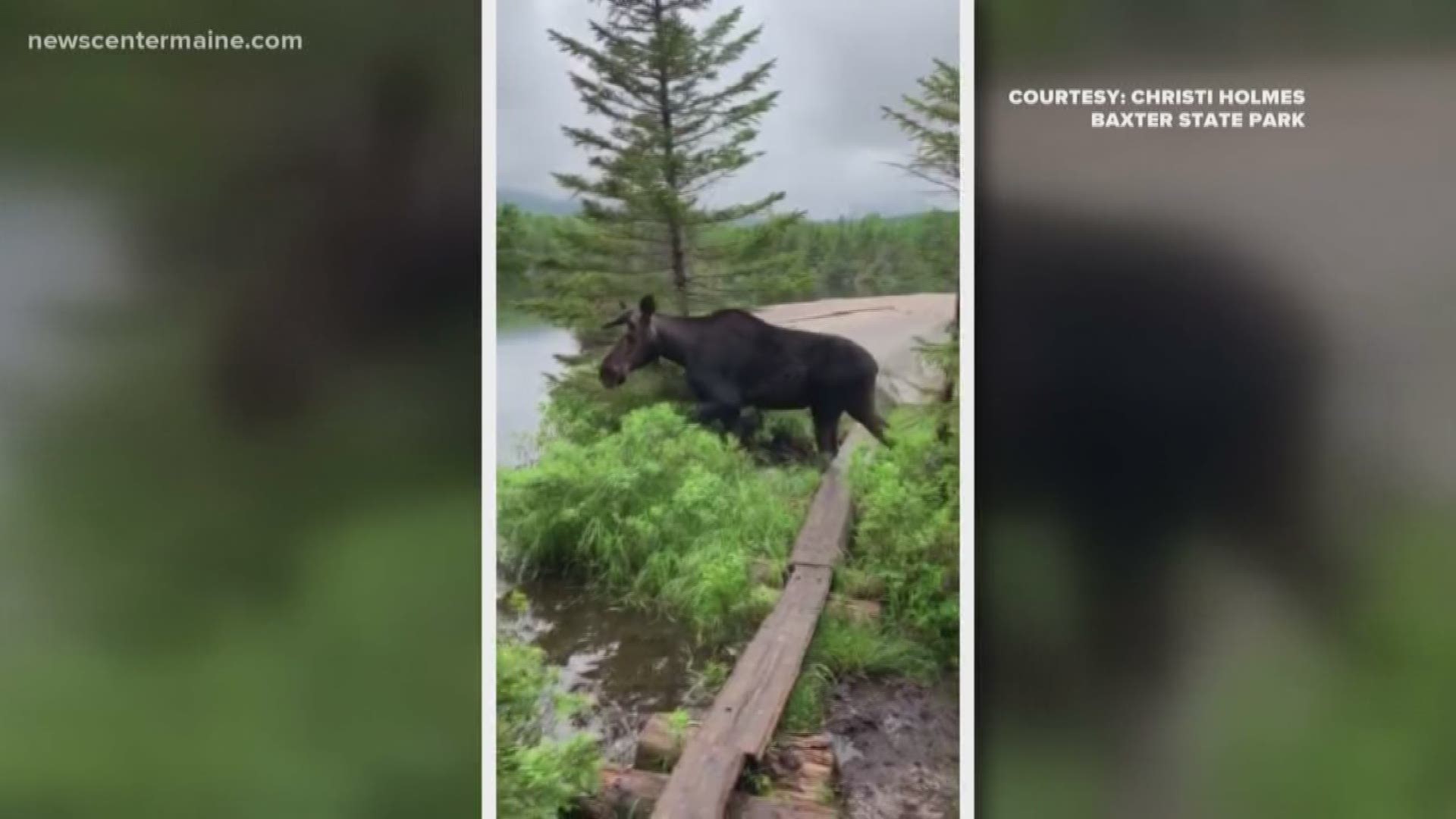 Christi Holmes says she had a close encounter with a large bull moose in Baxter State Park.