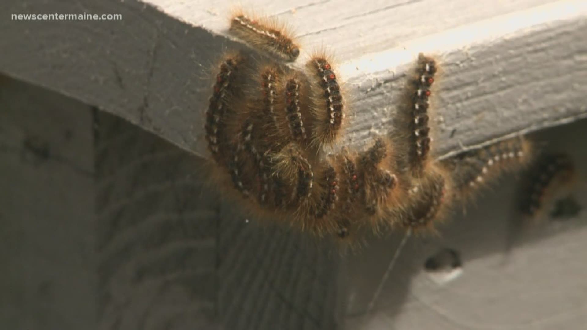 The hairs from brown tail caterpillars can remain toxic for up to three years.