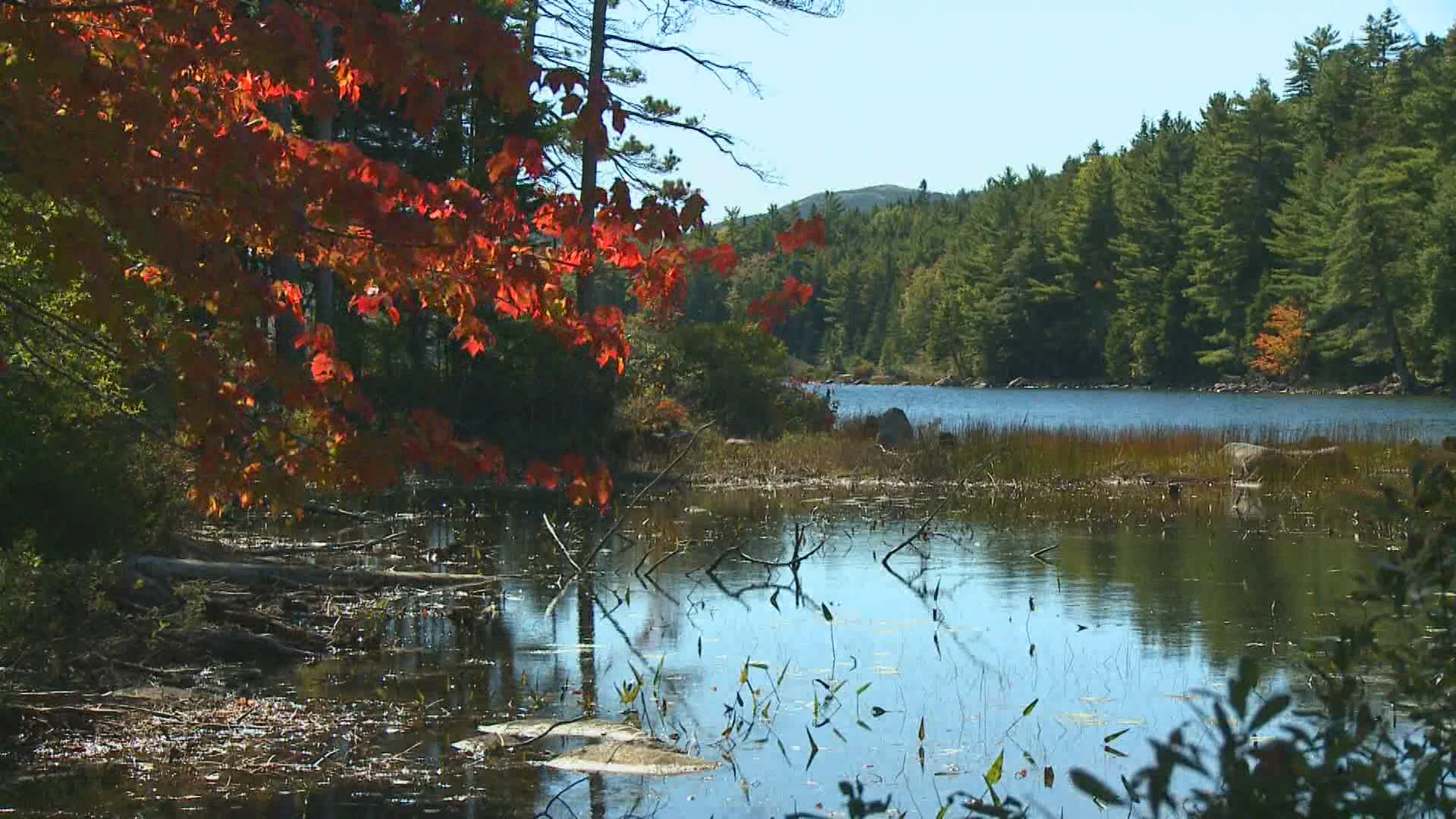 Each week, the state releases the Maine Foliage Report; but how do employees track the colors that seem to change so quickly?