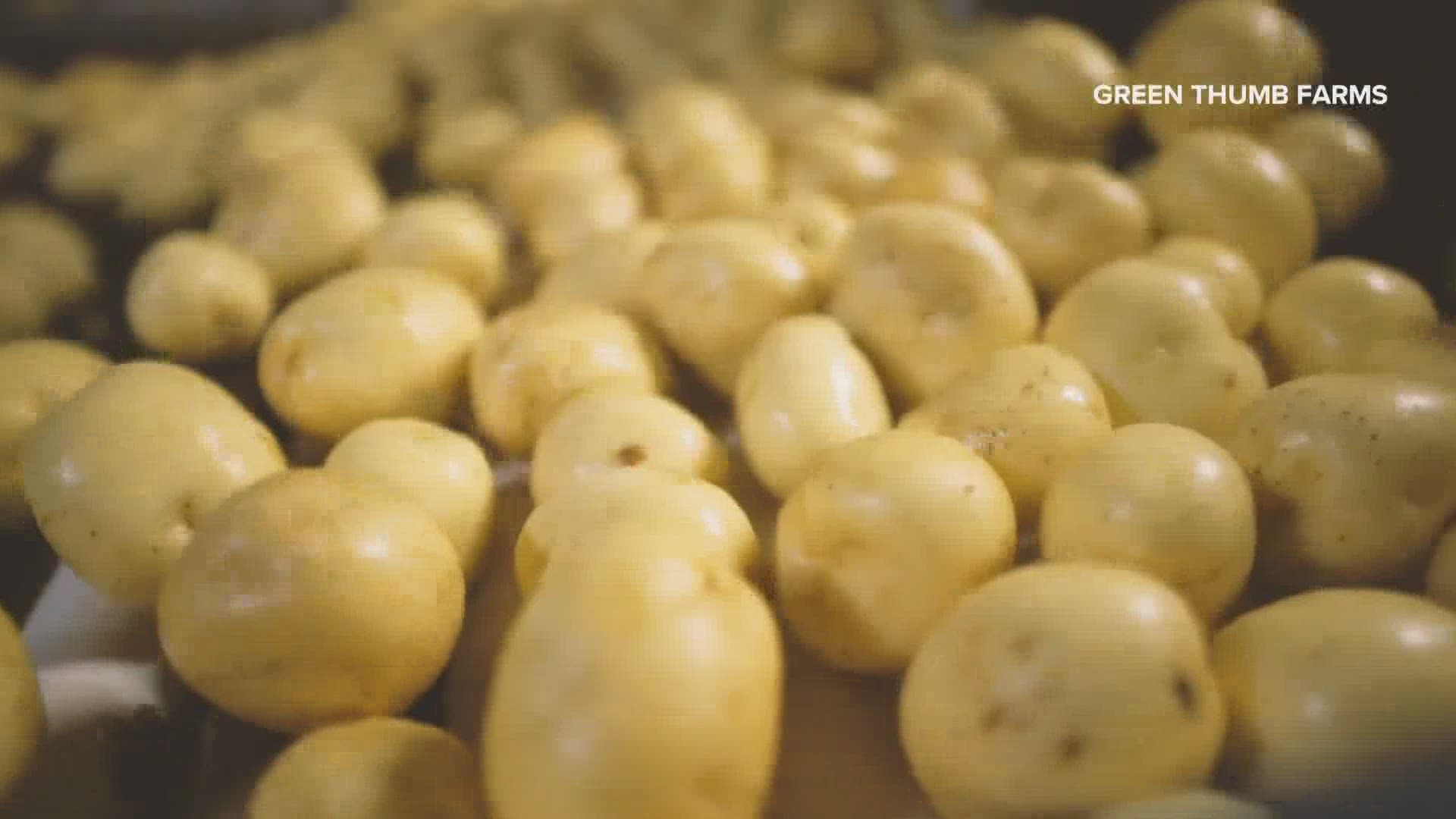 According to numbers from the Maine Potato Board, 20% of Maine's total potato yield in 2020 was lost due to the drought conditions.