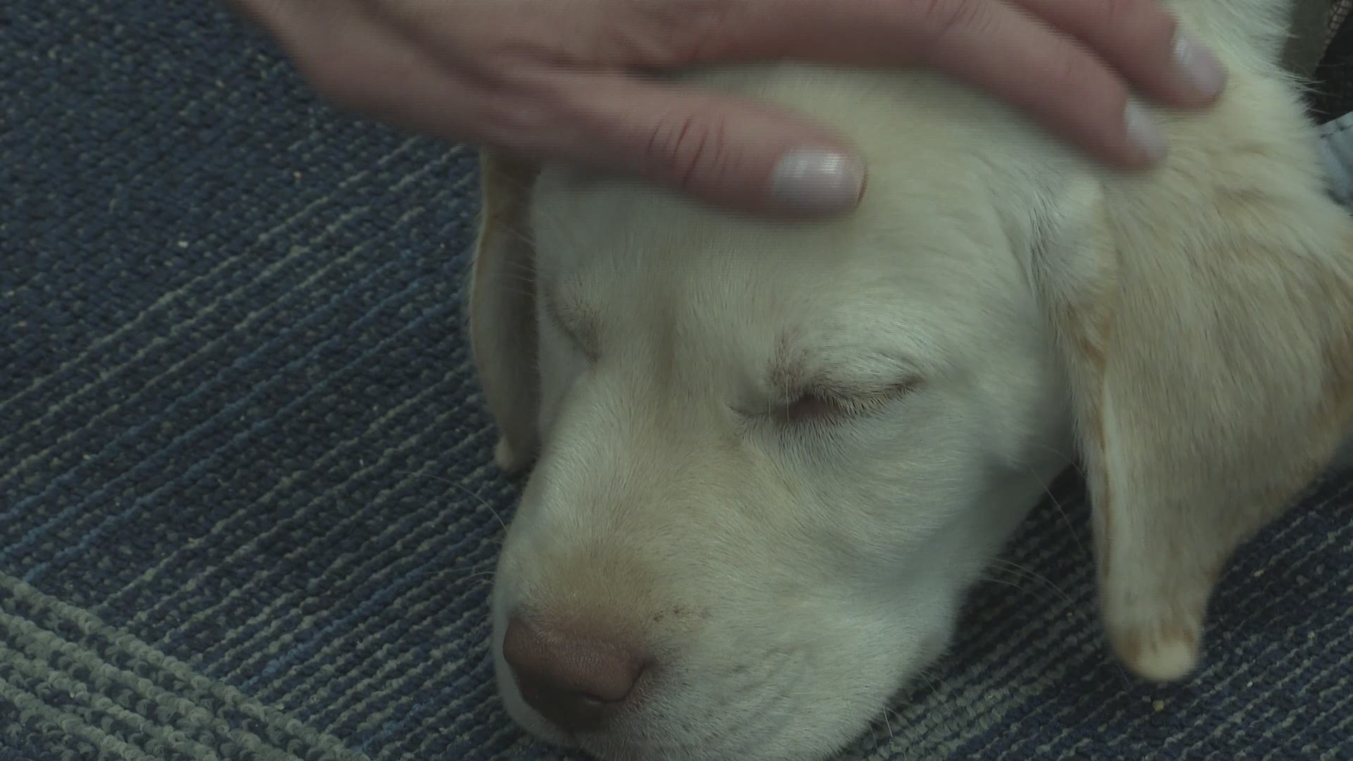 When others saw a flaw in 11-week-old Lucky's right paw, Christy Gardner saw potential. The veteran with two prosthetic legs is training the puppy to be a therapy dog for kids at Leeds Central School.