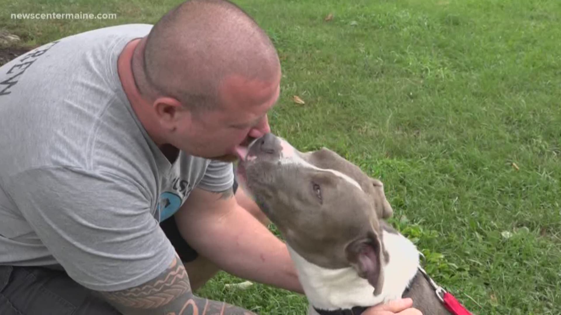 The Pittie Posse Rescue and Sanctuary in Portland focuses on the rehabilitation and positive training of good dogs throughout Maine.