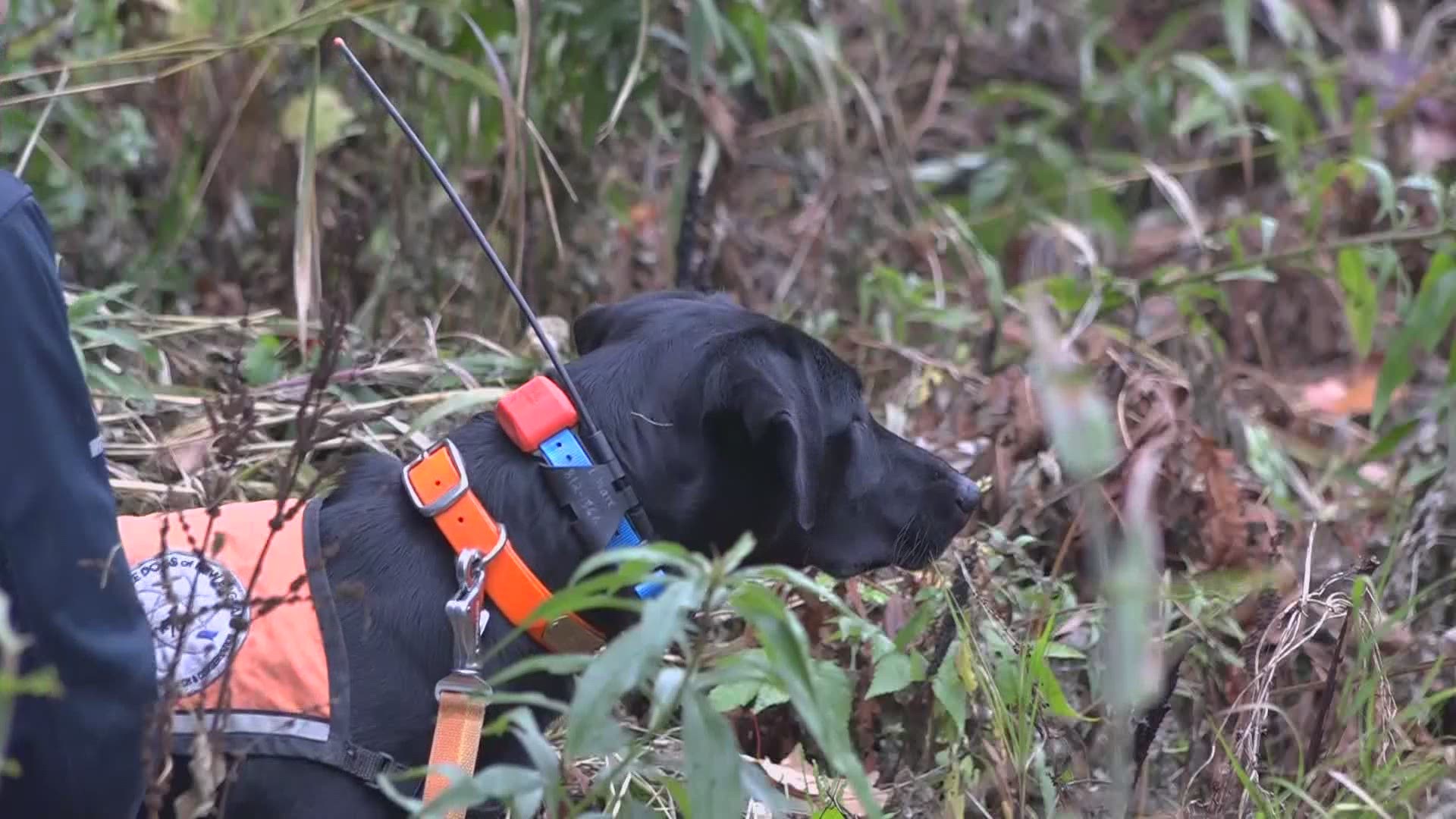 Scent-tracking Labrador is doing her part to save wood 