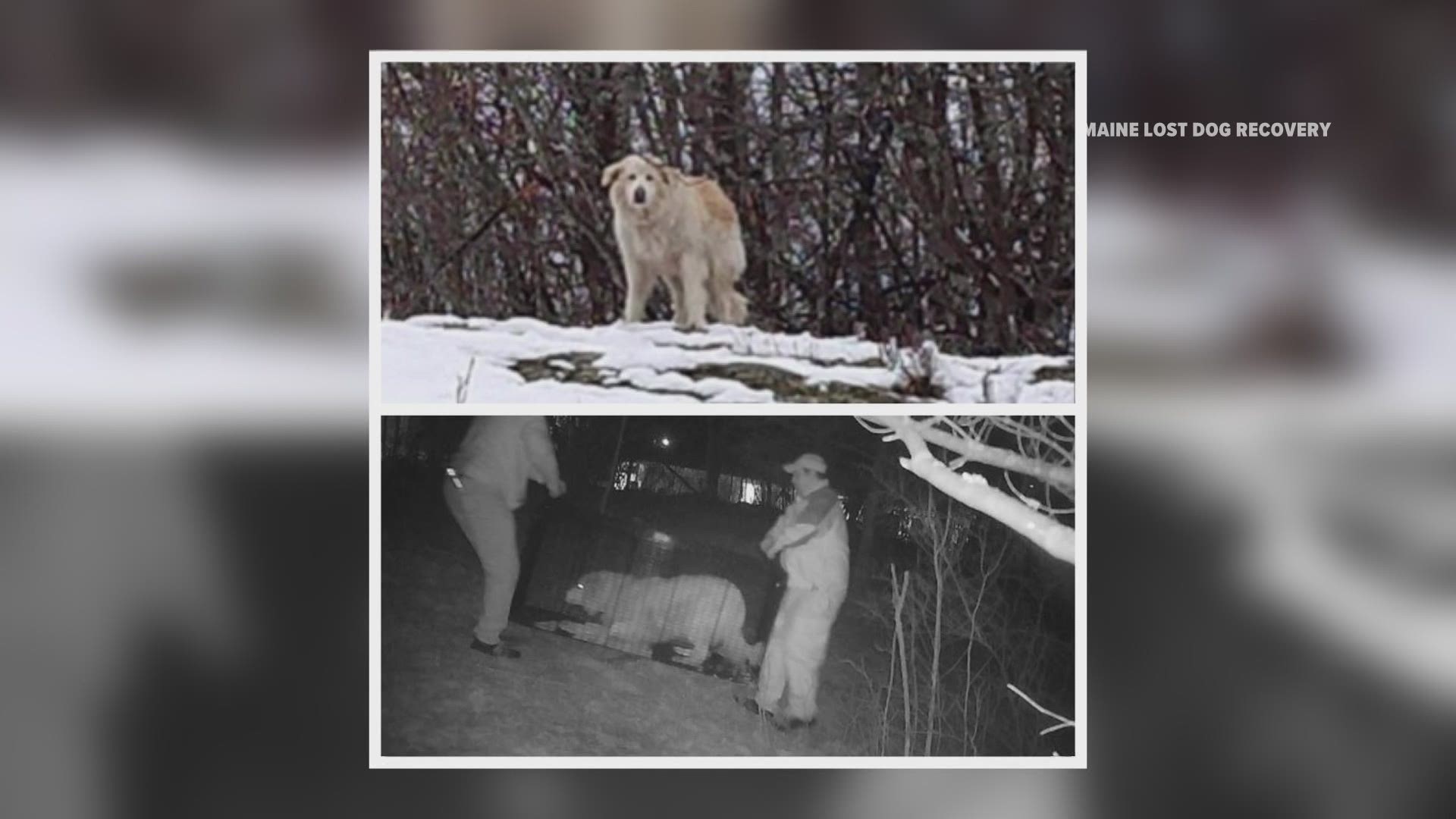 A Great Pyrenese named Nellie was caught in Calais after being lost for 5 months. It was found 60 miles from its home in Addison.