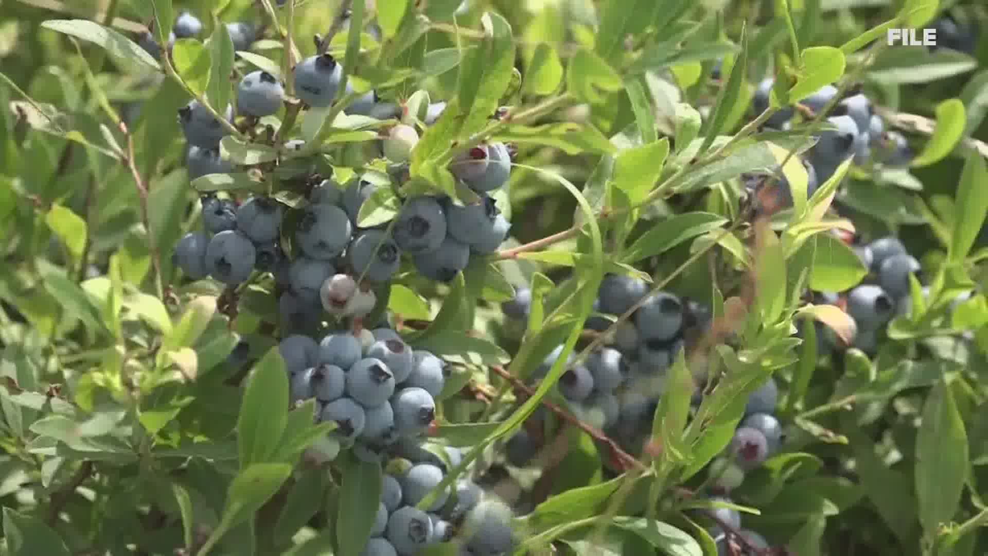 While Maine lowbush blueberries are delicious to eat, a new study shows they may also provide some healing properties.