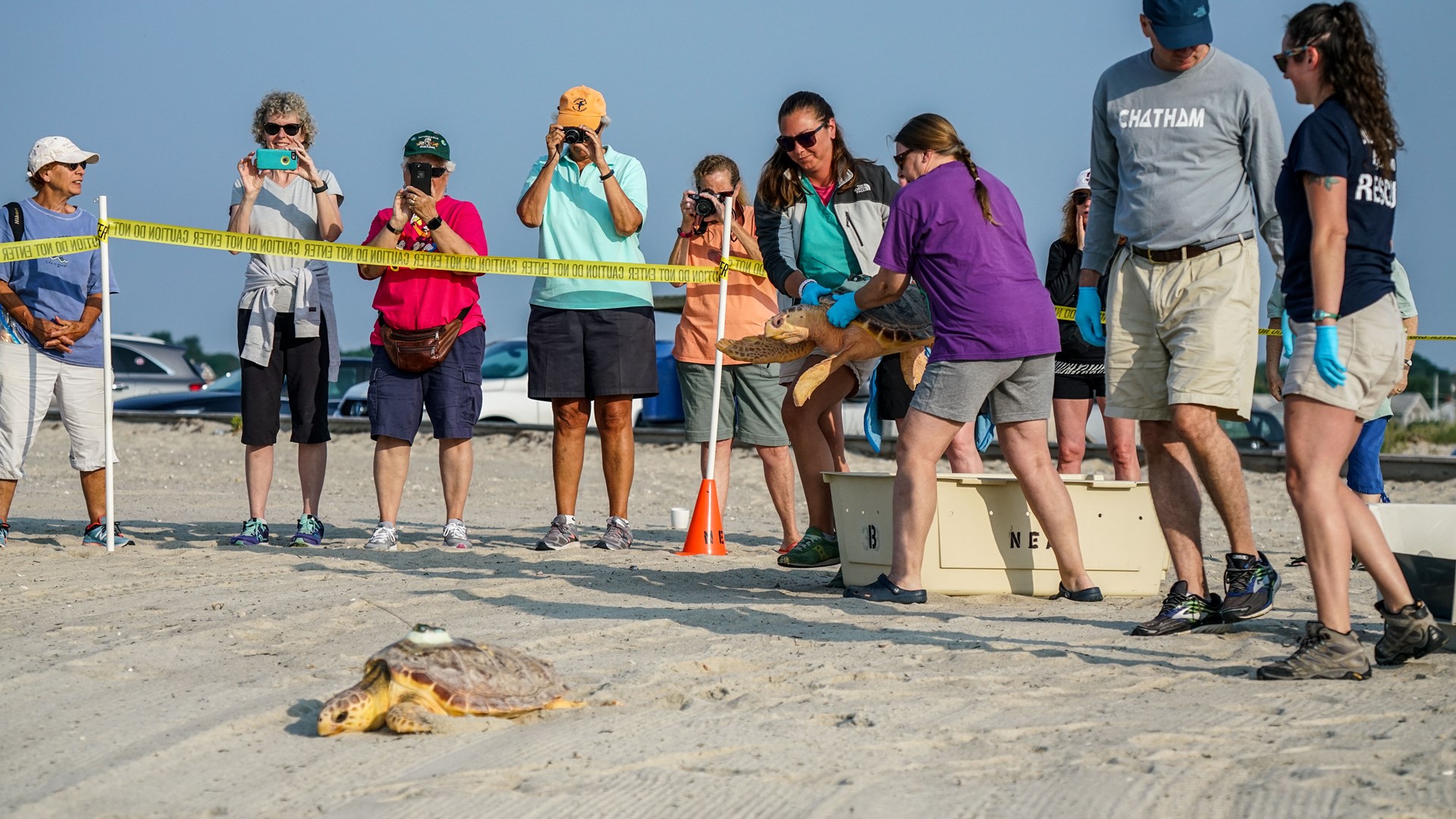 Aquarium releases six endangered sea turtles on Cape Cod ...