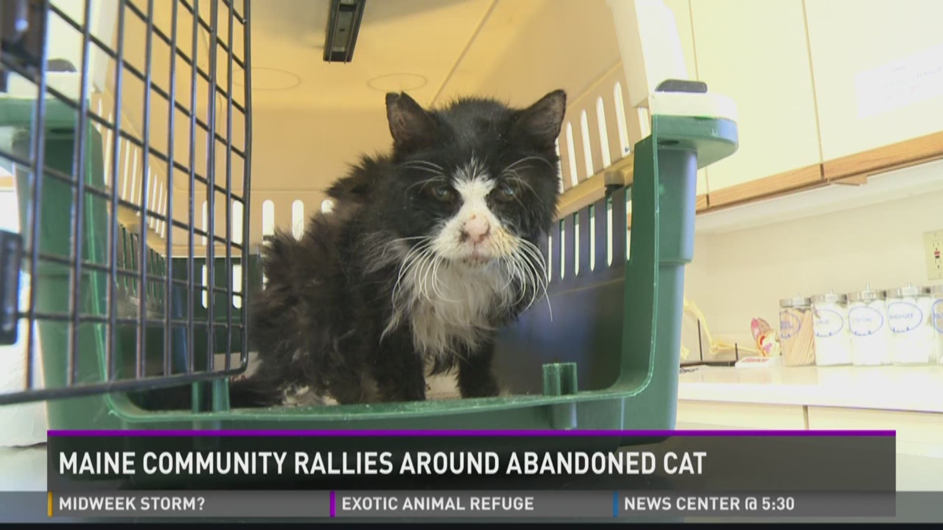 Community rallies around cat