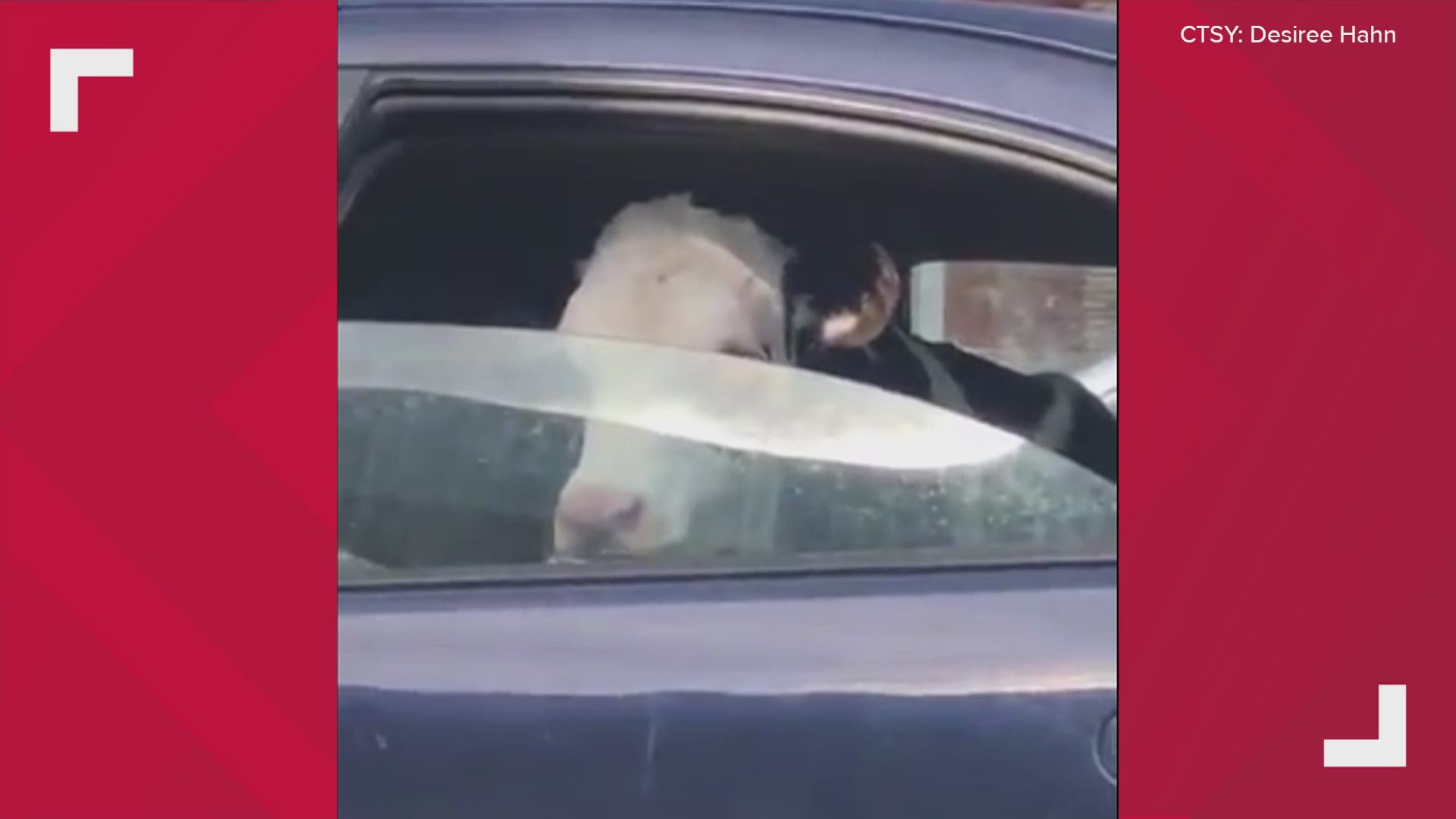 Sometimes in Maine you happen to see a cow hanging out in the back of a car.