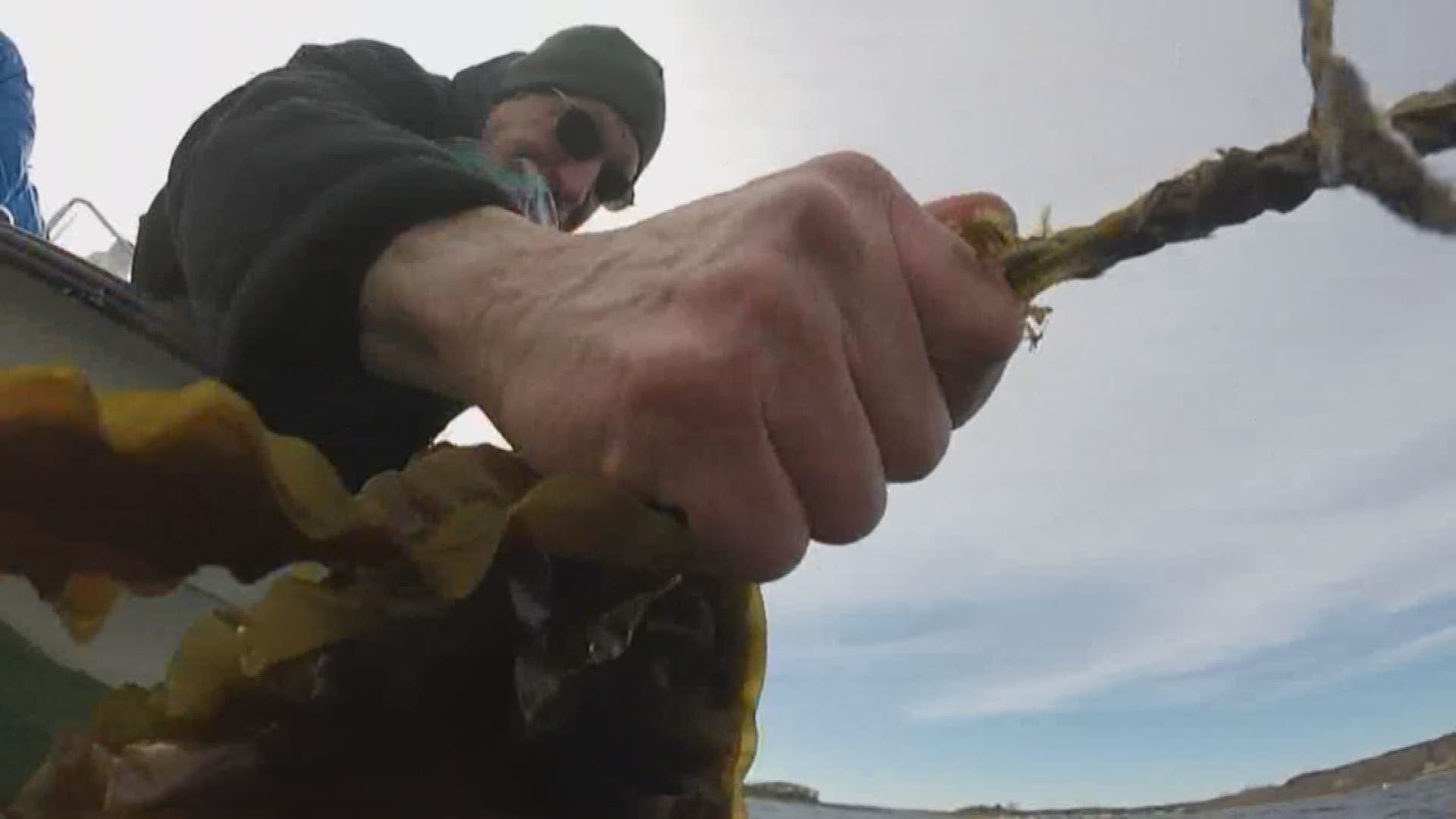 A local Maine man is fishing for kelp and won $100,000 from Greenlight Maine.