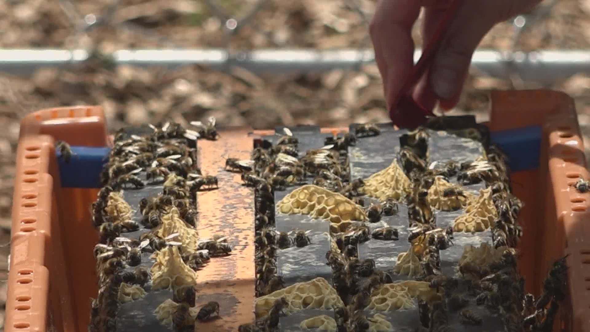 Amidst thousands of bees, the student beekeepers calmly welcomed the bees to their new home