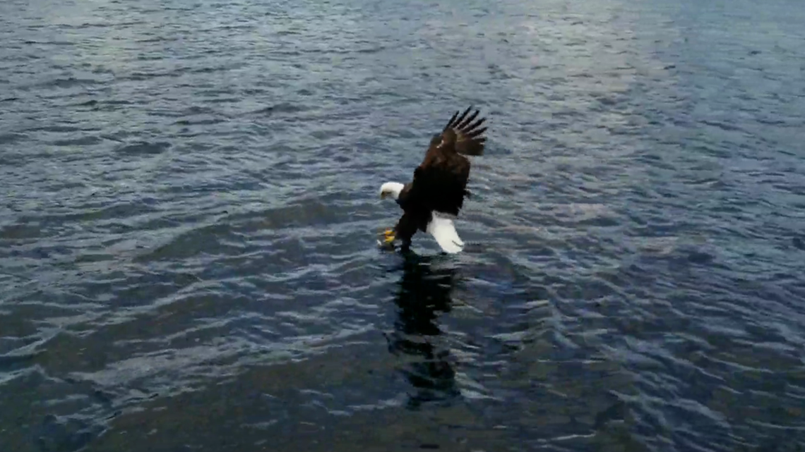 Watch this bald eagle pluck a fish from Megunticook Lake