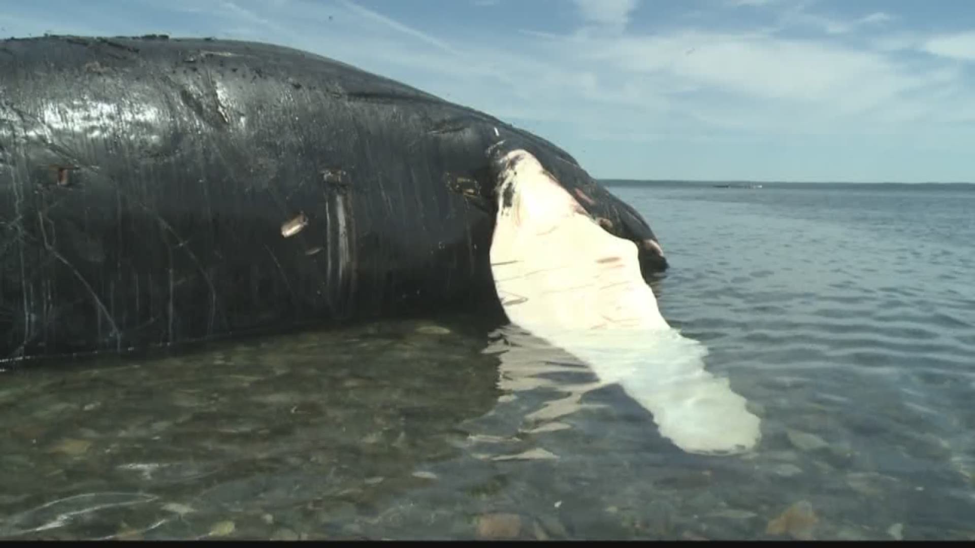 What's killing Atlantic humpback whales? | newscentermaine.com