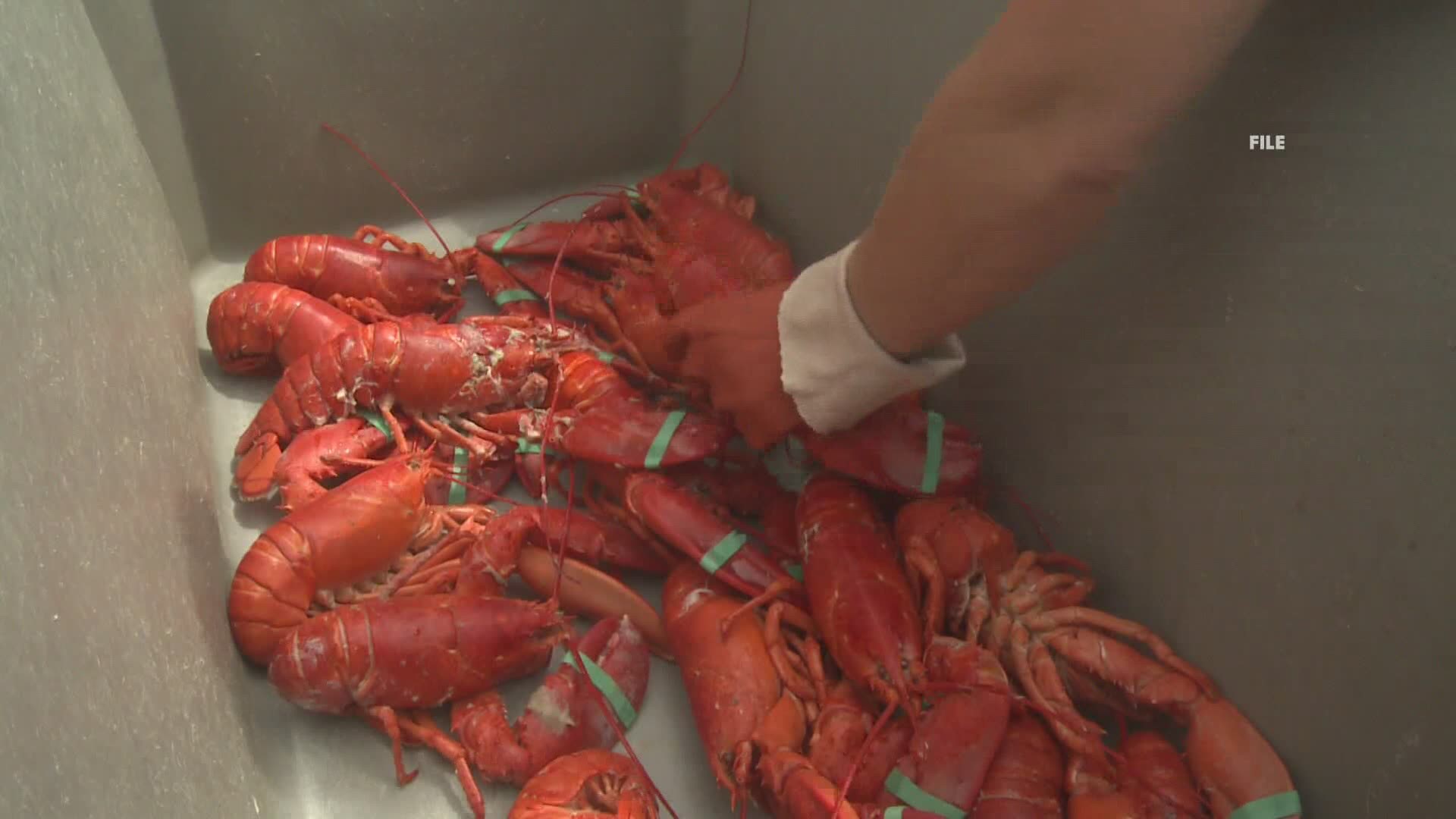 For the second summer in a row, There won't be a lobster festival in Rockland.