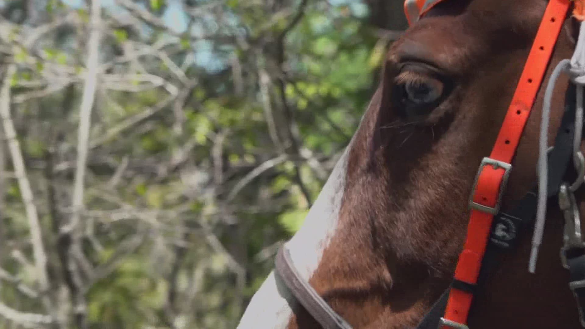 Maine Mounted Search and Rescue riders are training their horses to follow human scents in the woods to find missing people. Two teams will be certified in June.