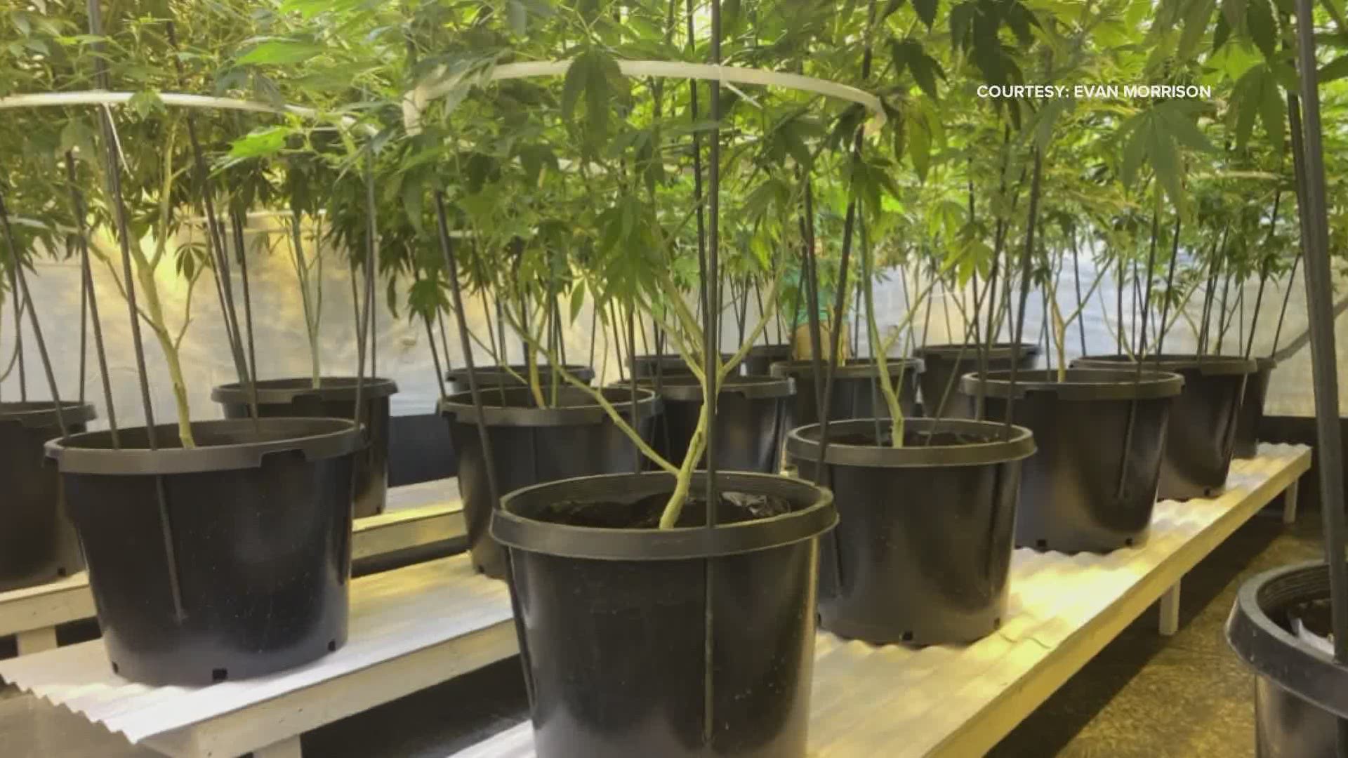 First pot licenses could be awarded this month