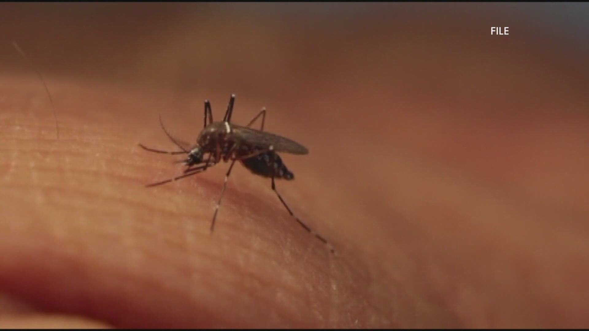 The virus is transmitted by mosquitos. The newest case is a person from Newport.