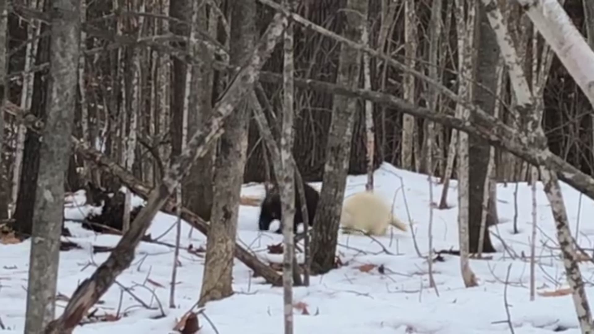 Greg Strand captured a rare albino porcupine, appearing to be young, in the Windham Woods on December 6.