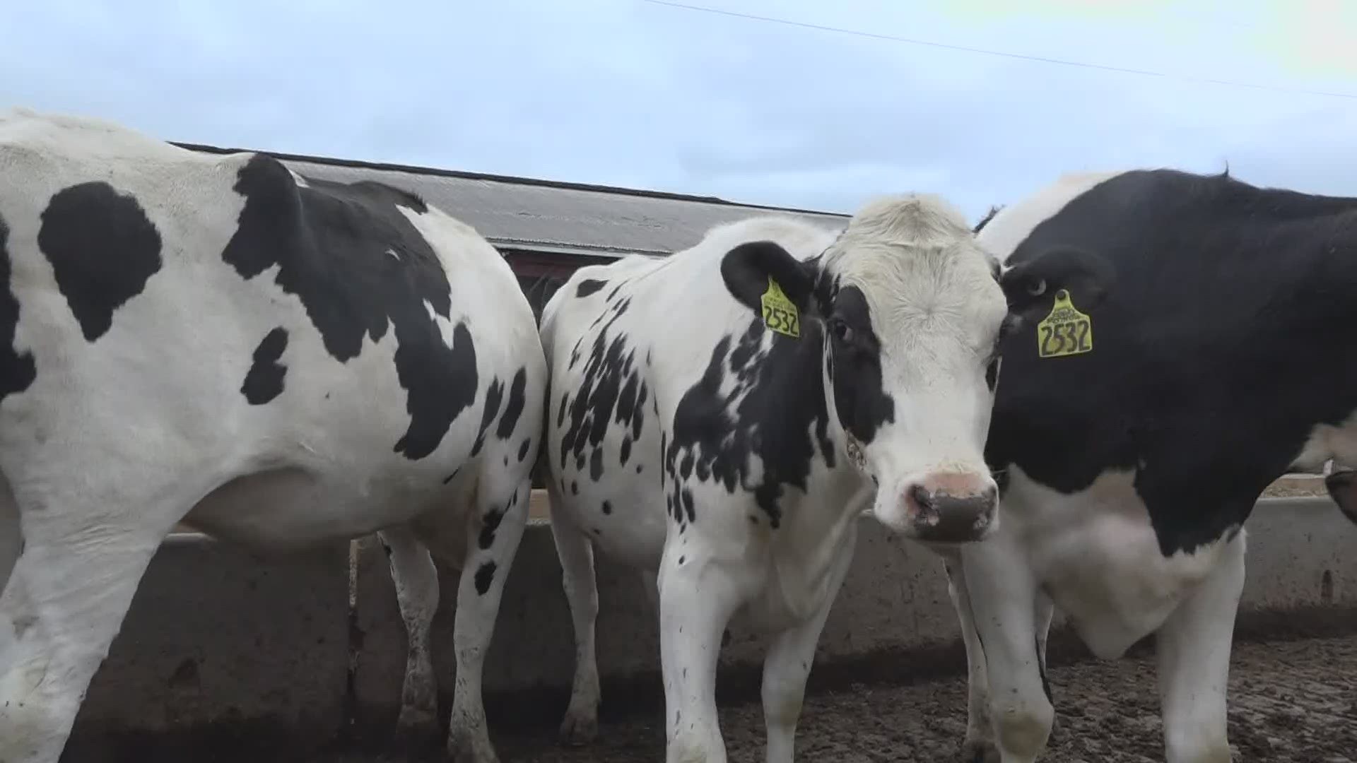 'Down the drain': Why Maine dairy farmers are being forced to dump milk during the coronavirus pandemic