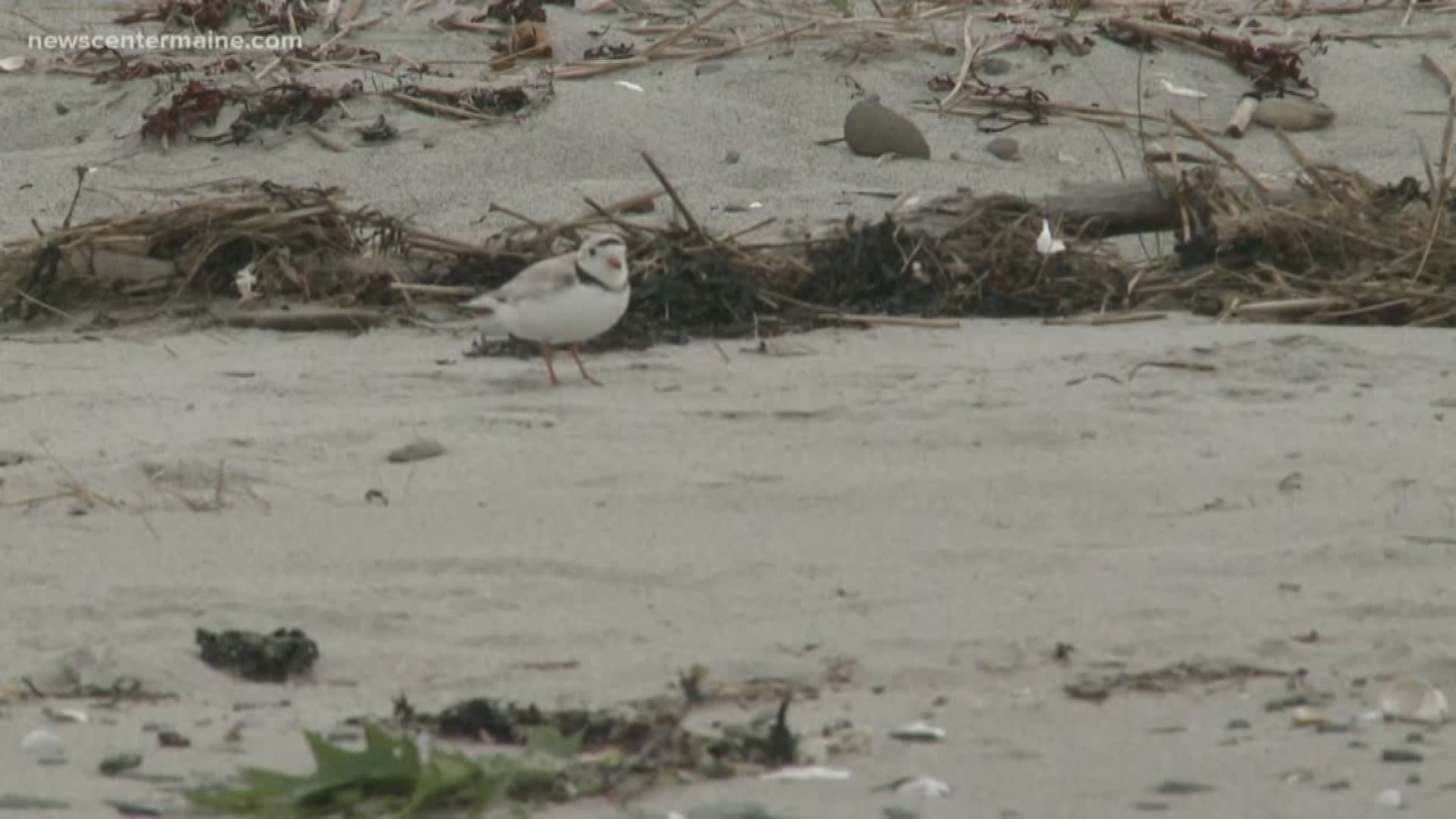 Piping plovers nest at record numbers this season in Maine. Ryan Breton reports.