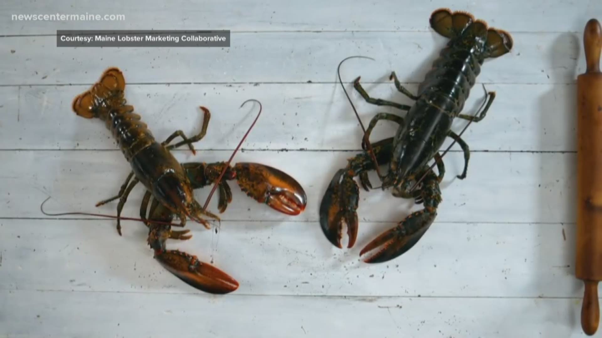 Marketing group confident in demand for lobster