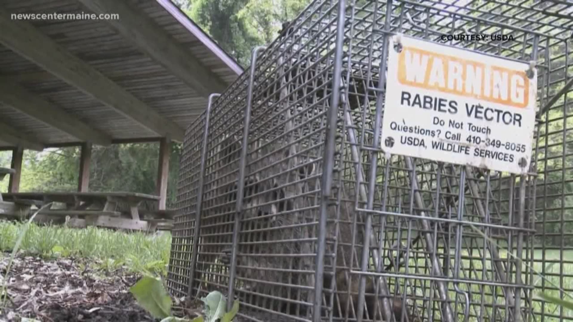 The oral rabies vaccine distribution program has been going on since 2003 to try to stop the spread of rabies in its tracks.