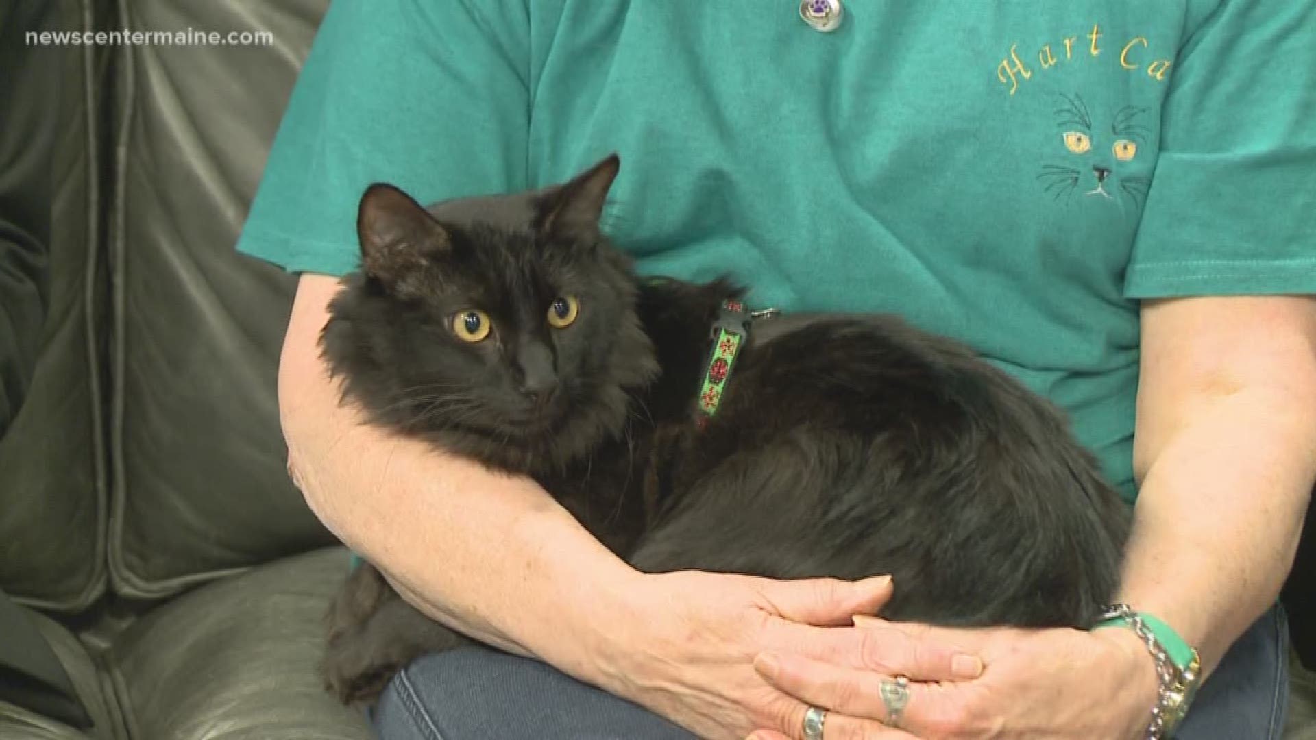 Dougal the cat up for adoption at HART of ME