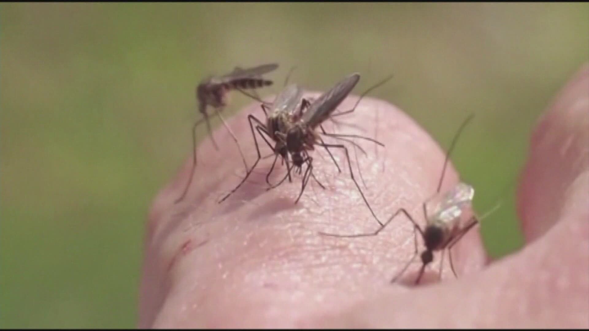 First New Hampshire Jamestown Canyon virus case recorded in 2020 |  newscentermaine.com