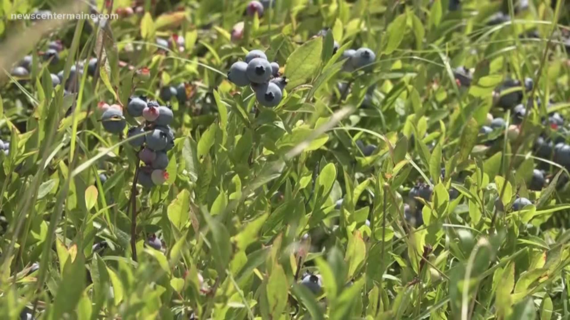 Maine's Congressional delegates ask the United States Department of Agriculture to include wild blueberry producers in a program that provides aid to groups affected by the trade war with China