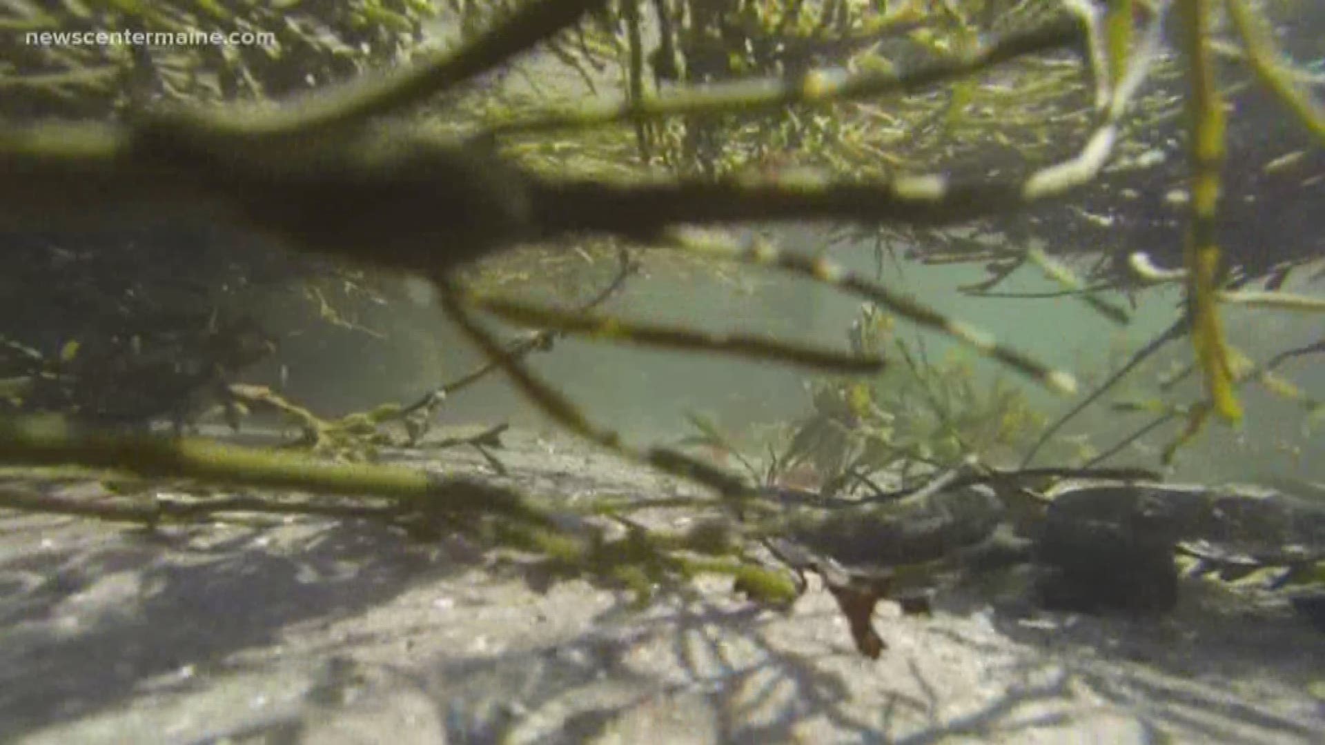 Members of Maine's seaweed industry say a court ruling could dramatically change the nature of seaweed harvesting in the state. The court ruled that harvesters have to have permission from coastal landowners to harvest Rockweed.