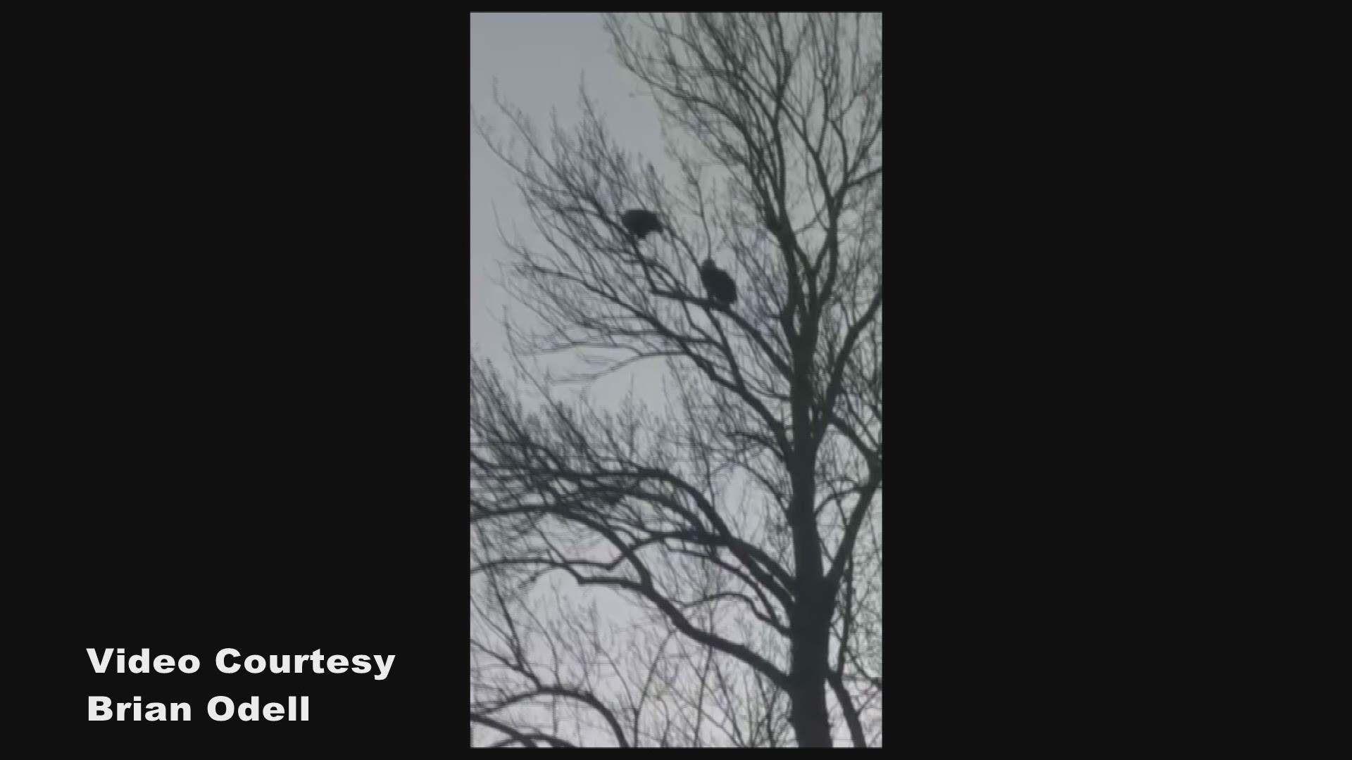 Two bald eagles took up roost in a tree on Cottage Road in South Portland