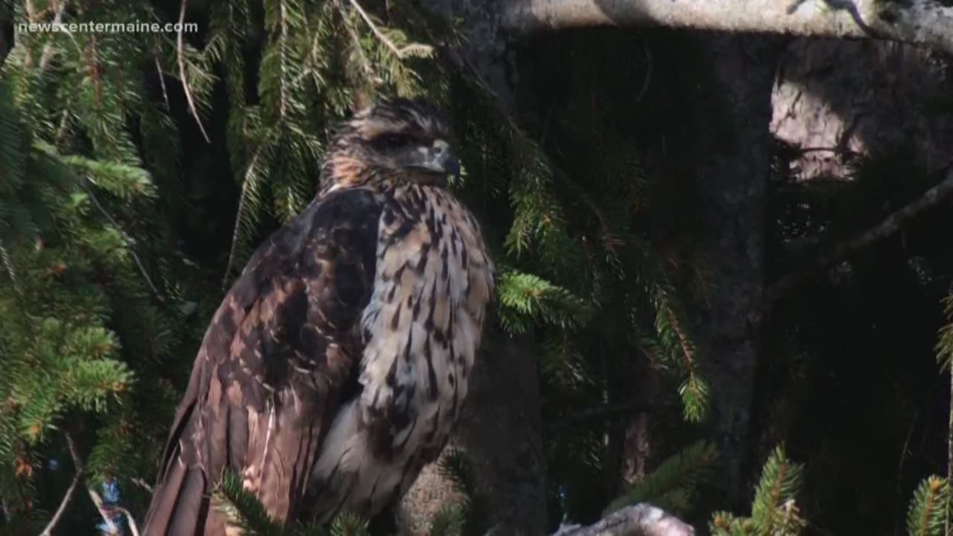 Raptors: Birds: Species Information: Wildlife: Fish & Wildlife: Maine Dept  of Inland Fisheries and Wildlife