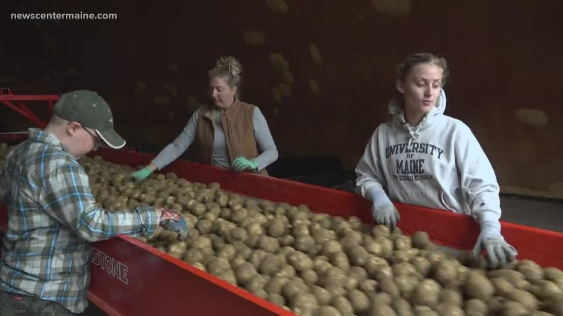 Potato harvest season in Aroostook