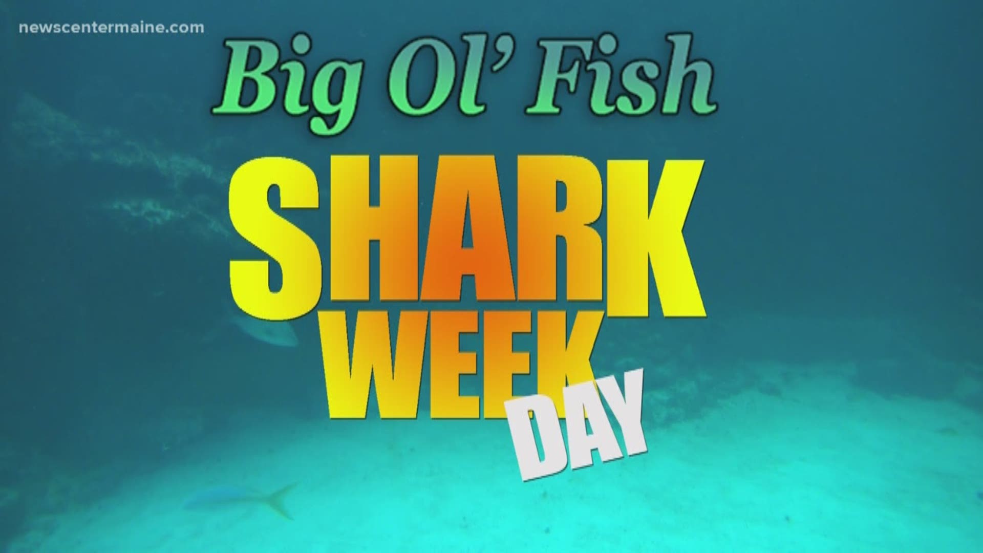 Shark Week Day 2