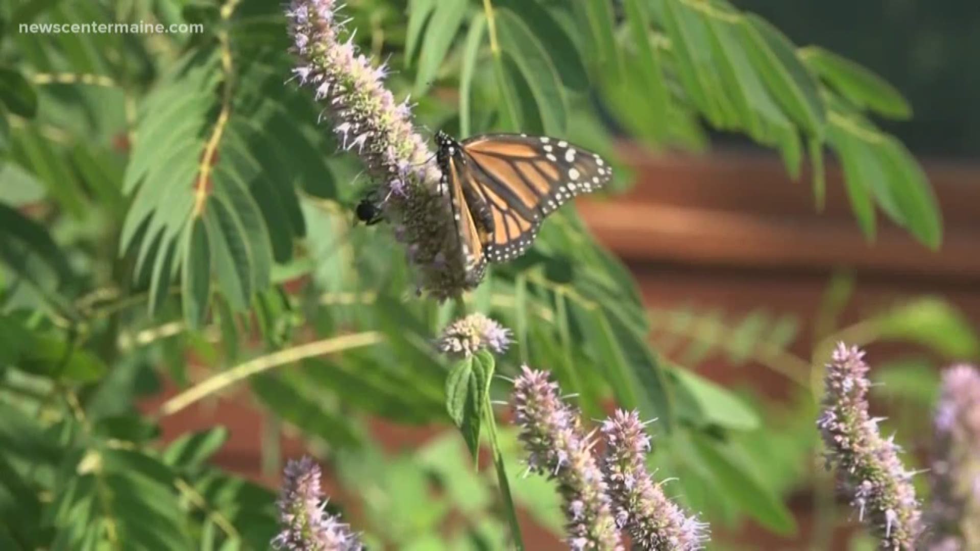 UMaine needs help with butterfly research and Sue Bonzey of Dedham shared a really interesting video of a caterpillar spinning itself into a cocoon.