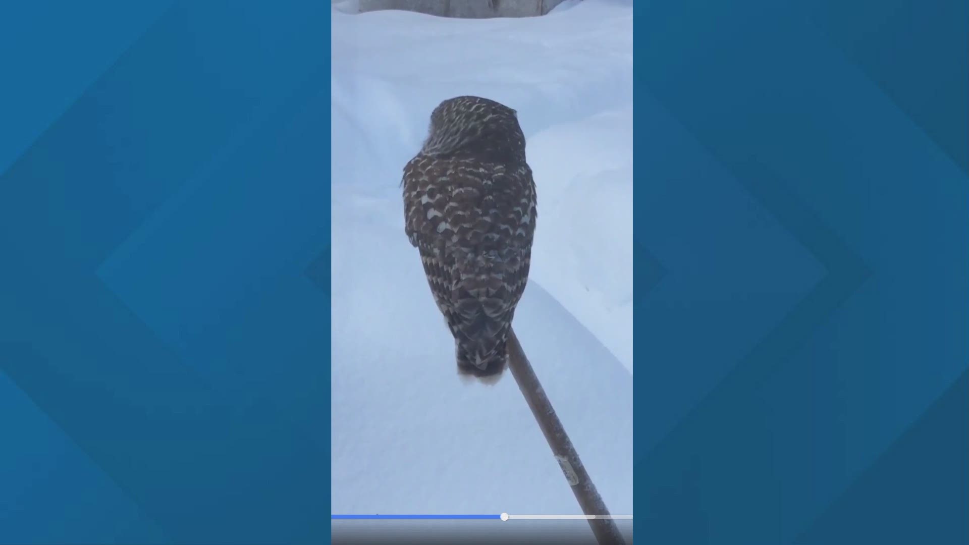 For the last two weeks, a woman from Rome, Maine says what looks like a barred owl has been visiting her every day.
