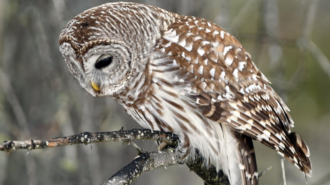 Barred owl sightings on the rise in Maine