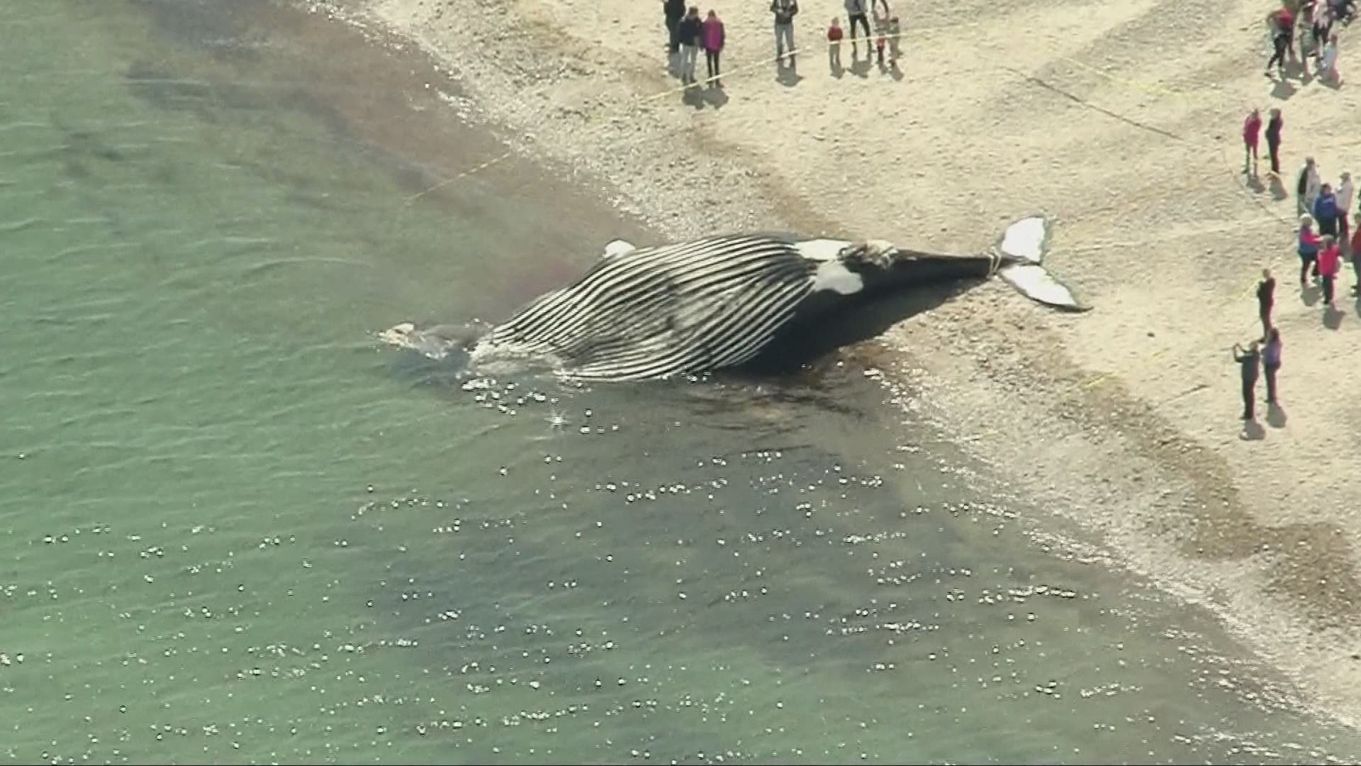 Deceased beached whale on Cape Cod in Sandwich, Massachusetts