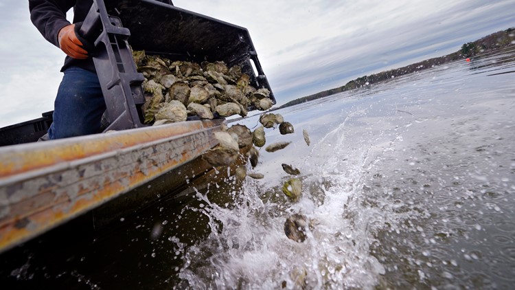 Shellfish attitude in lobster land: Maine oysters boom