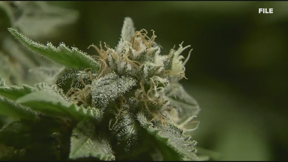 Medical marijuana caregivers look to be included in regulation process - Vimarsana News