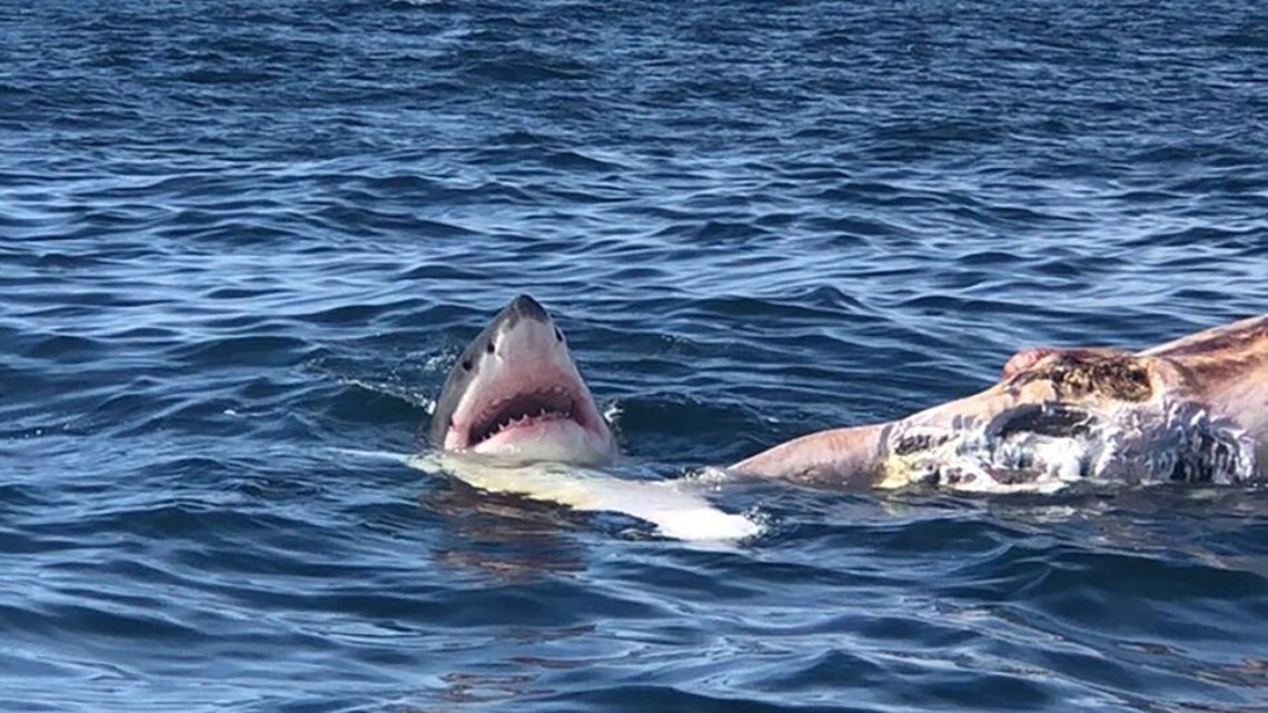 Нападение акулы в море. Стая акул.